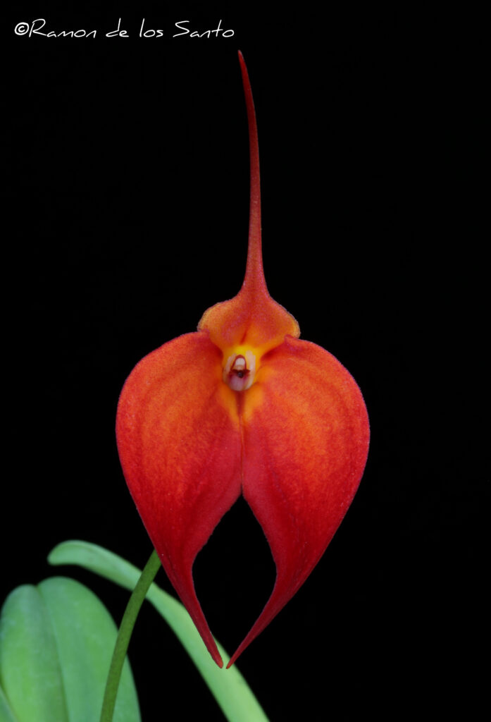 Masd. Ron Parsons 'Melencia'