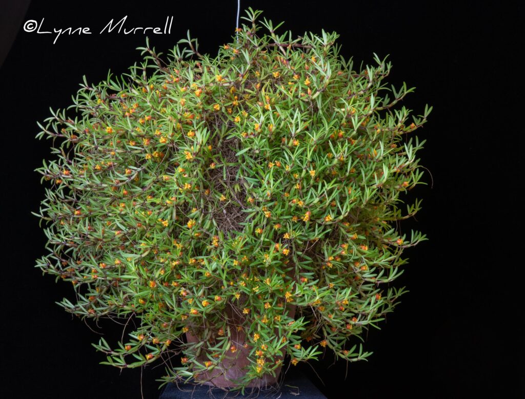 Mediocalcar pygmaea 'Caleb F'