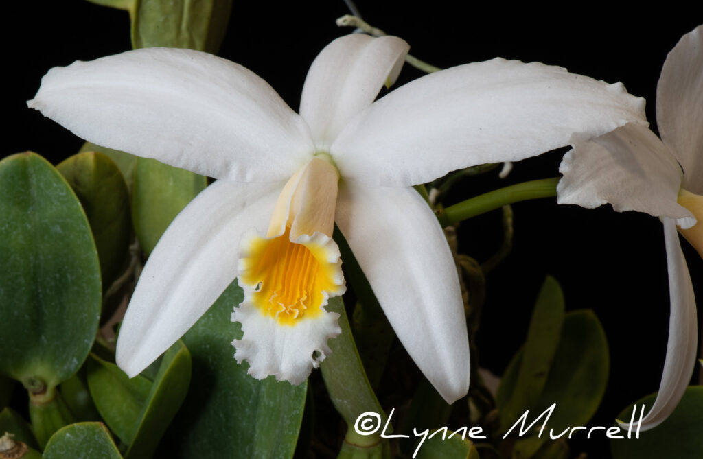 C. jongheana (alba) 'Daneen'
