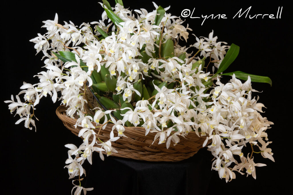 Coelogyne mossiae 'Sasha'