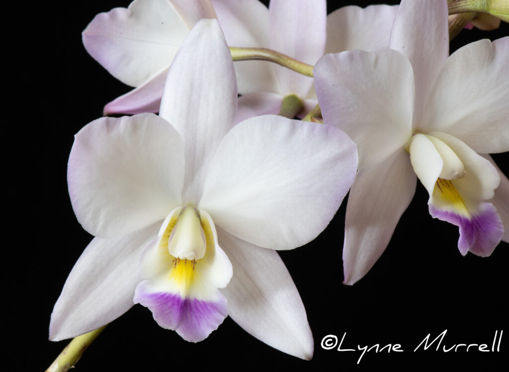 Caulaelia Ann's Snowflake 'Memoria Tung-Cheng Hsu'