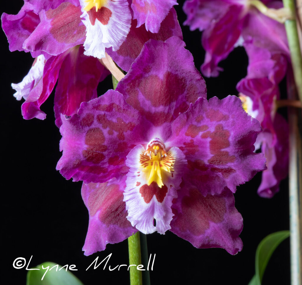 Onc. Castle de Noez 'Phyllis'