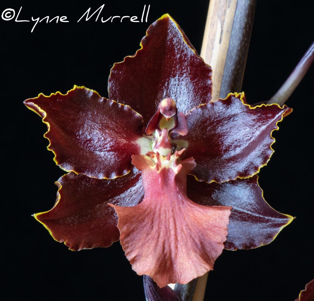 Otostele Summit 'Phyllis'