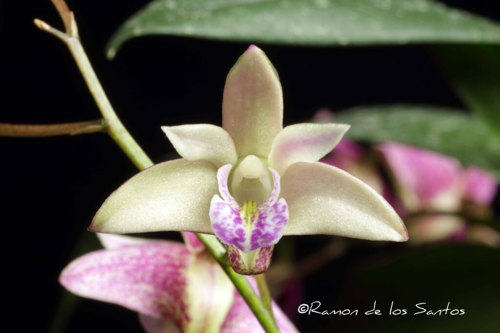 Den. x suffusum 'Reece'