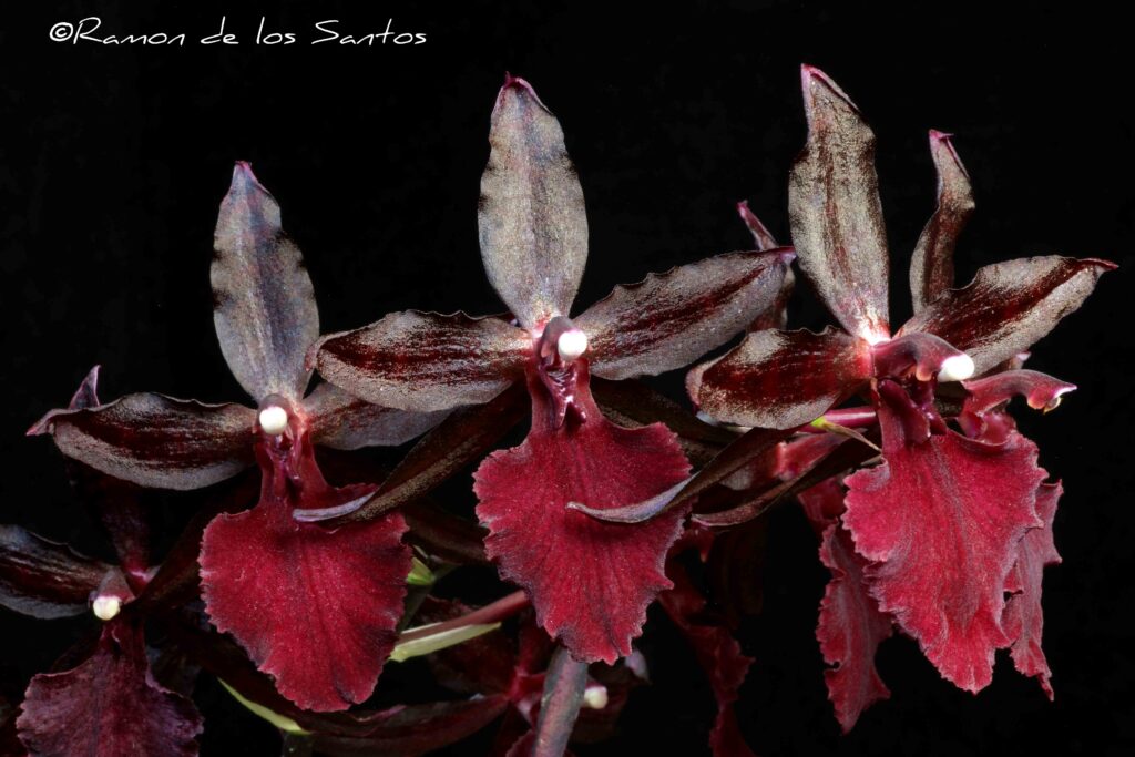 Oncostele Midnight Miracles 'Reece'