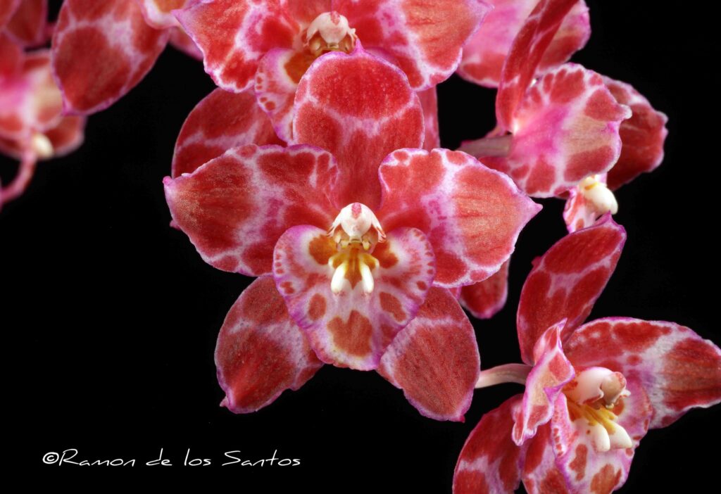 Onc. Prince Posey 'Bagairt'