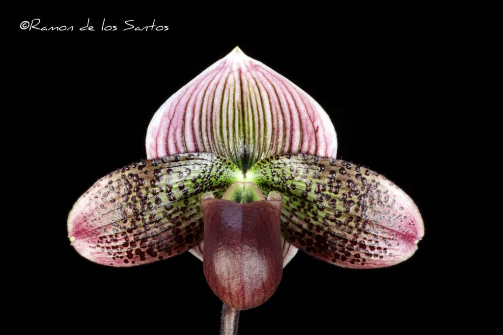 Paph. Dot's Spots 'Barolo'