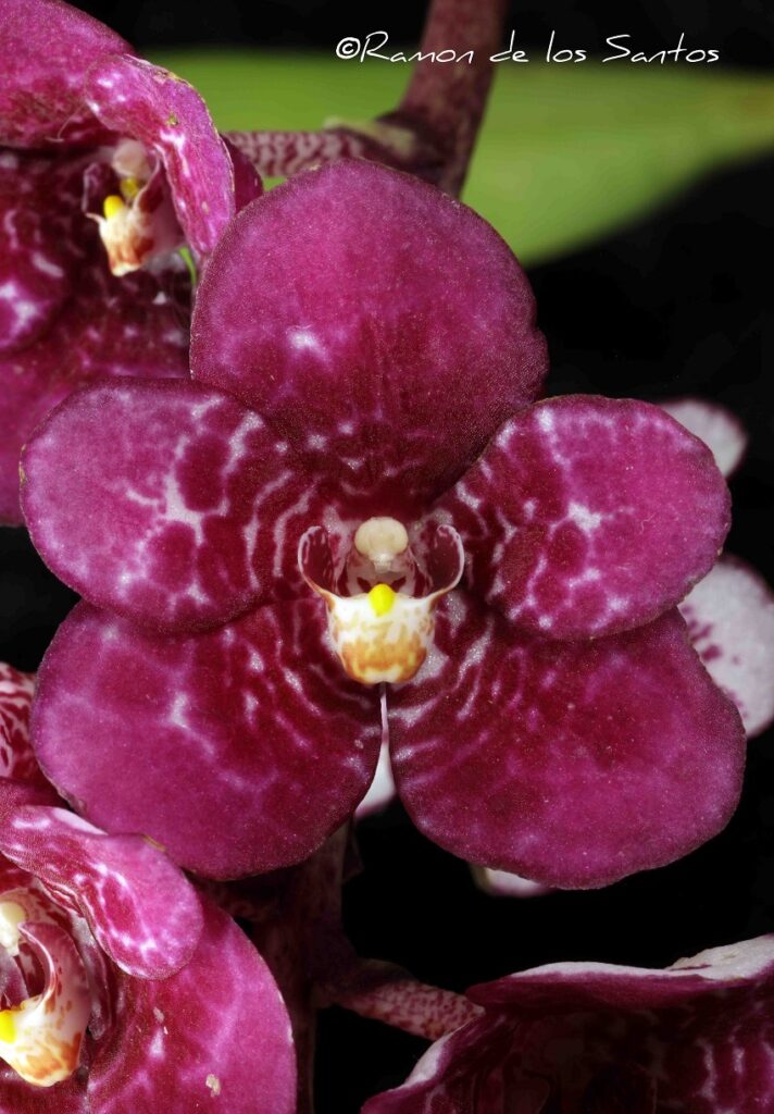 Sarco. Susie 'Anitchka'