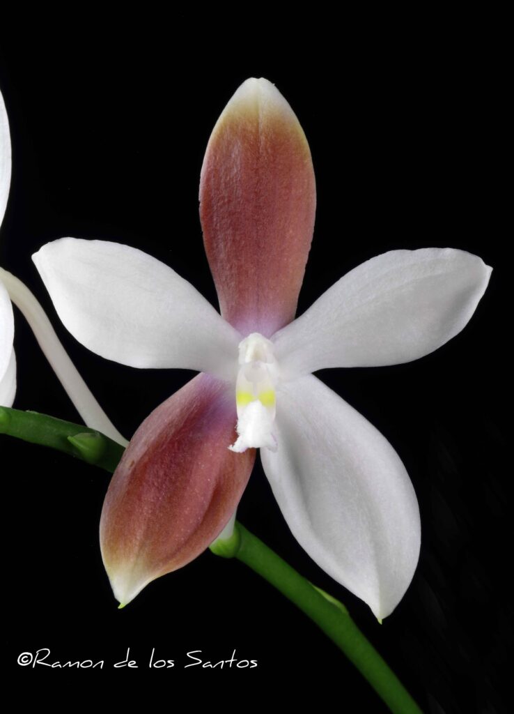 Phal. tetraspis 'Stochastic'
