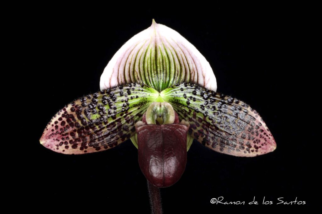 Paph. Dot's Spots 'Premier Cru'