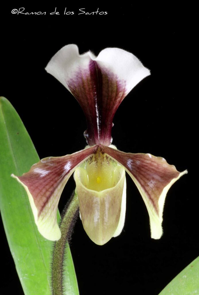 Paph. villosum ‘Grass Valley’ – California Sierra Nevada Judging Center