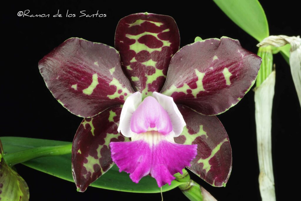 C. Royal Cognac 'Remy Martin'