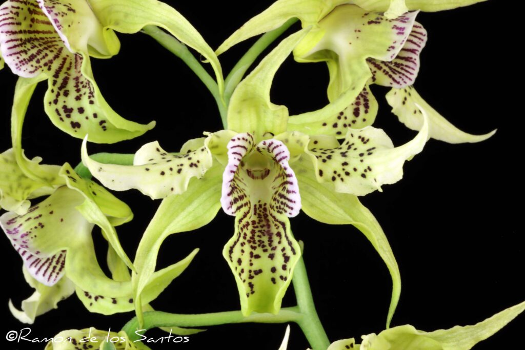 Den. Bruce Gordon 'Batman'