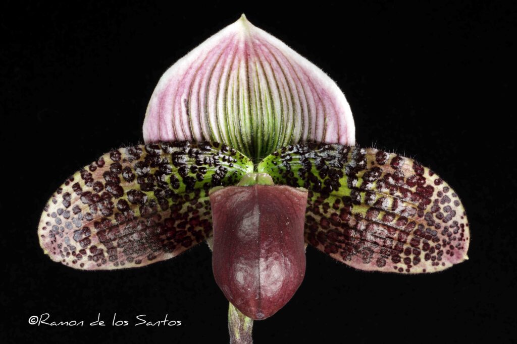 Paph. Dot's Spots 'Margaux'