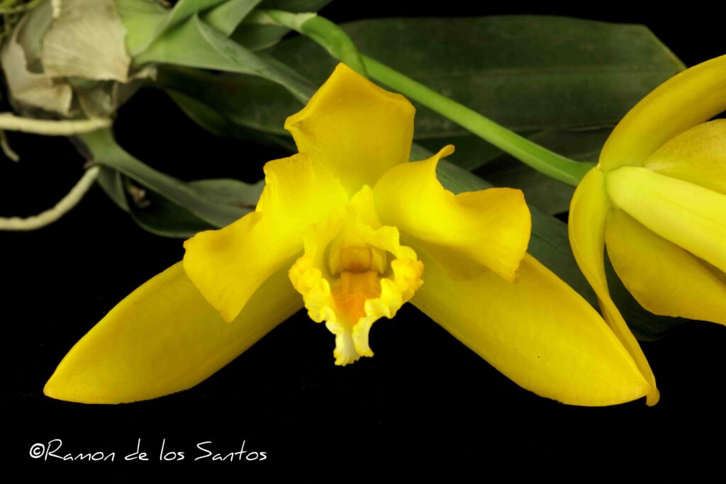 Prosthechea karwinskii 'Goodstuff'