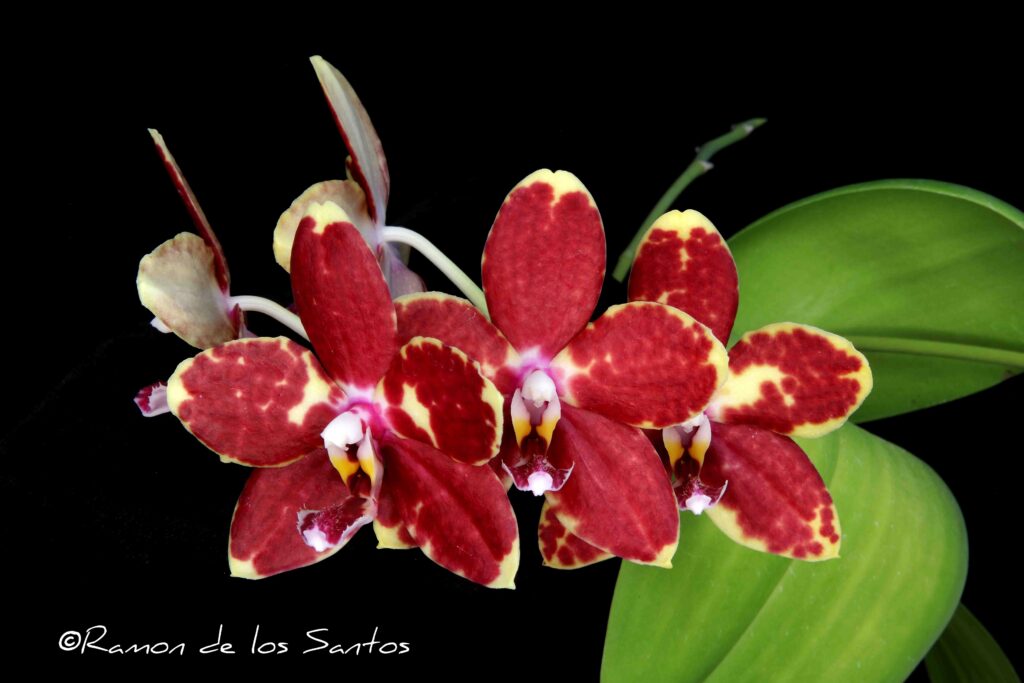Phal. Mainshow's Spotted Leopard 'Bagairt'