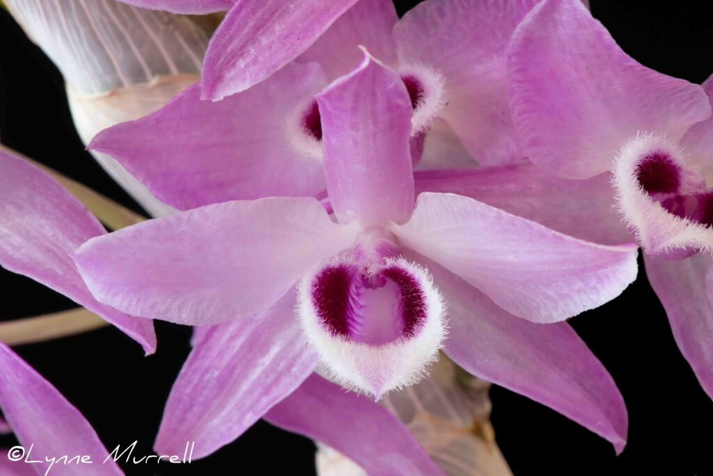Dendrobium parishii 'Gold Country'