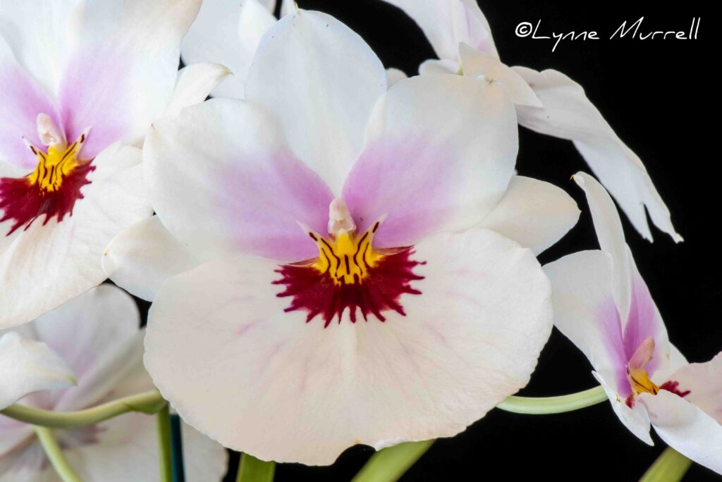 Miltoniopsis Quintals Prime 'Cheeky'