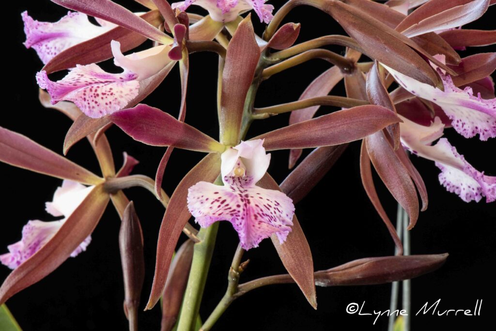 Encyvola Phoenix 'Gold Country'