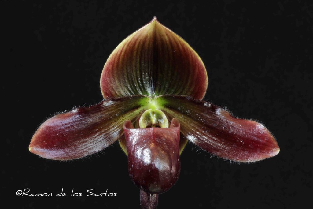 Paph. Masterful Peacock 'Brunello