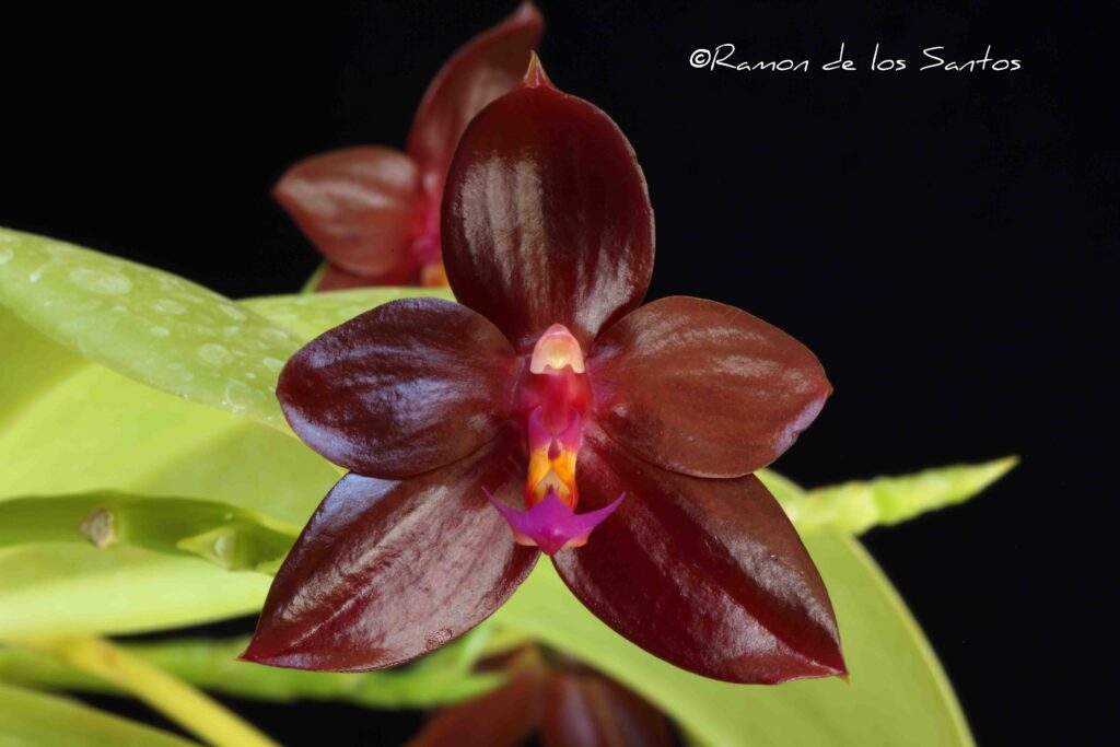 Phal. Valentinii 'Chunky'