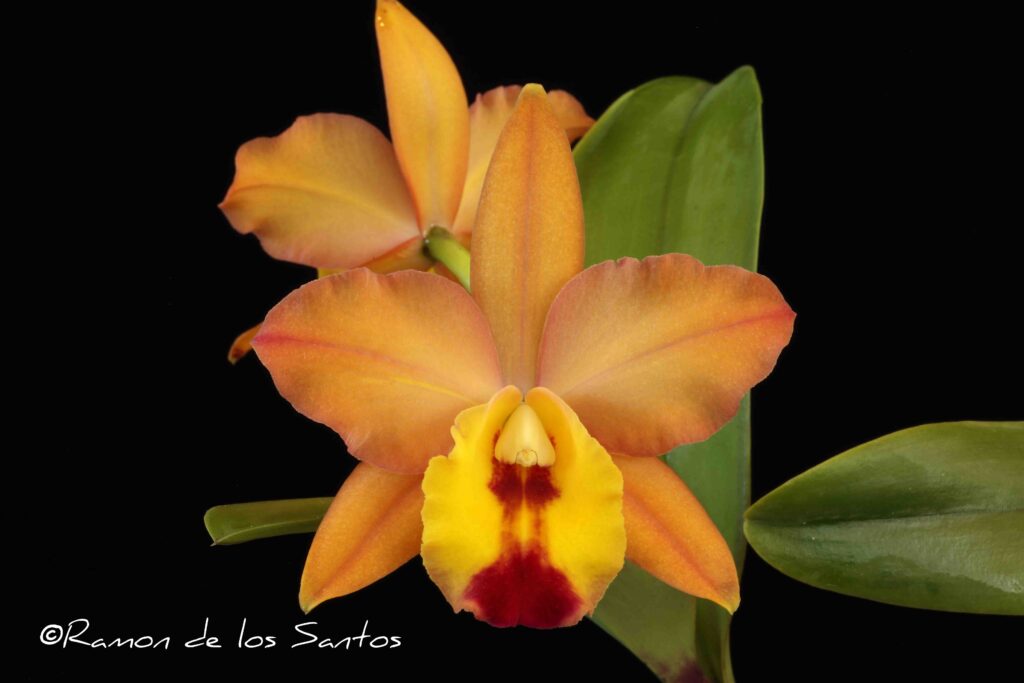 Rth. Flaming Passion 'Grass Valley'