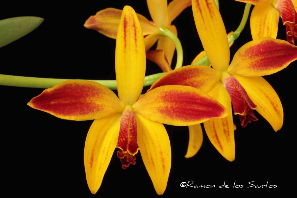 C. Prairie Sunset 'Grass Valley'