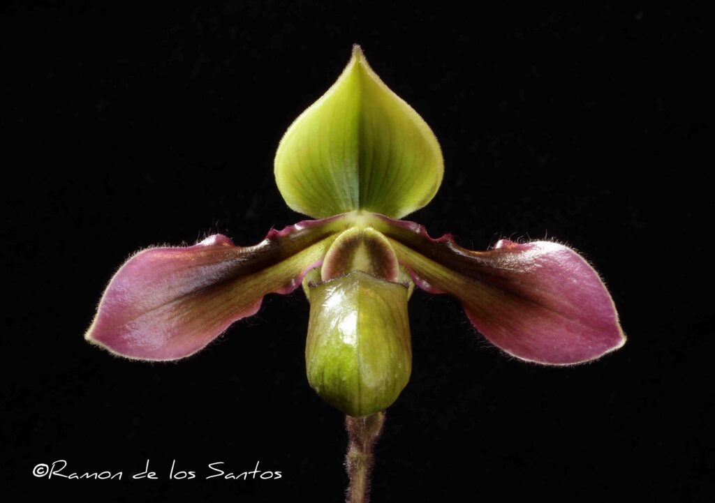 Paph.  hookerae 'Tuscany'