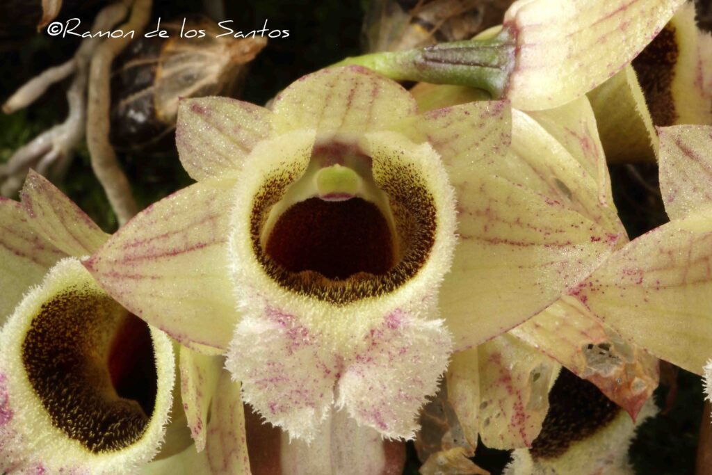 Den. hekouense 'Bliss'
