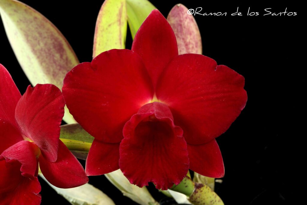 Rlc. Dawn's Child 'Melencia'
