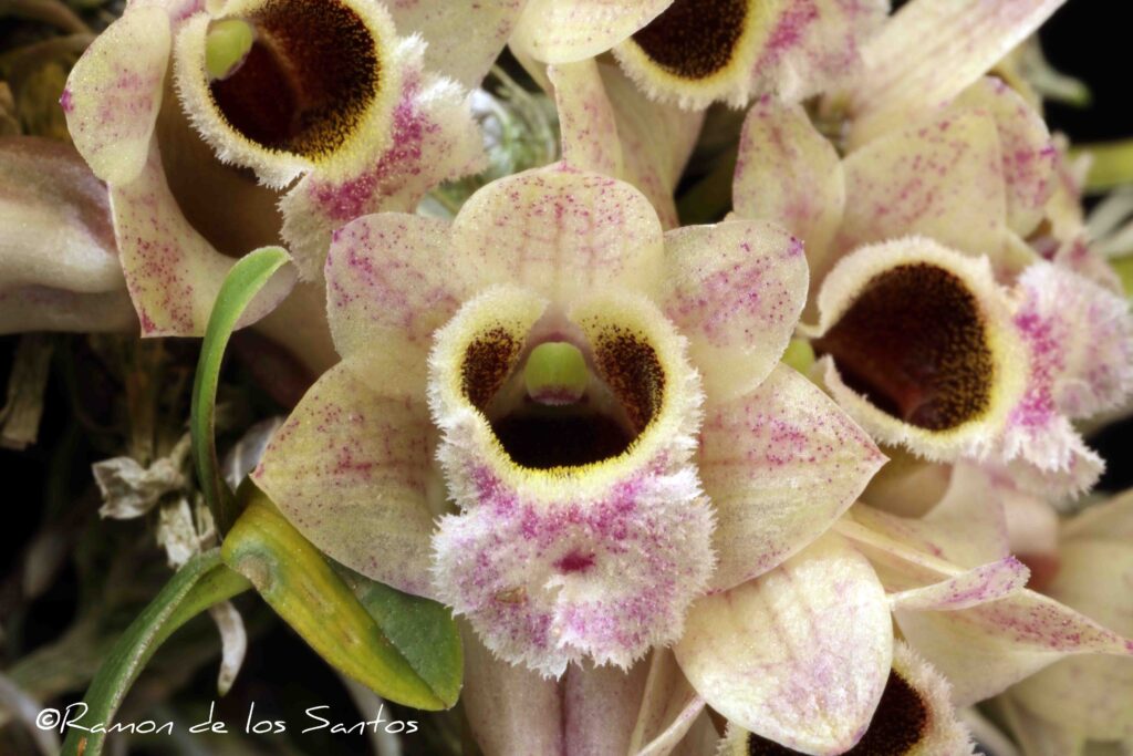 Den. hekouense 'Bagairt'