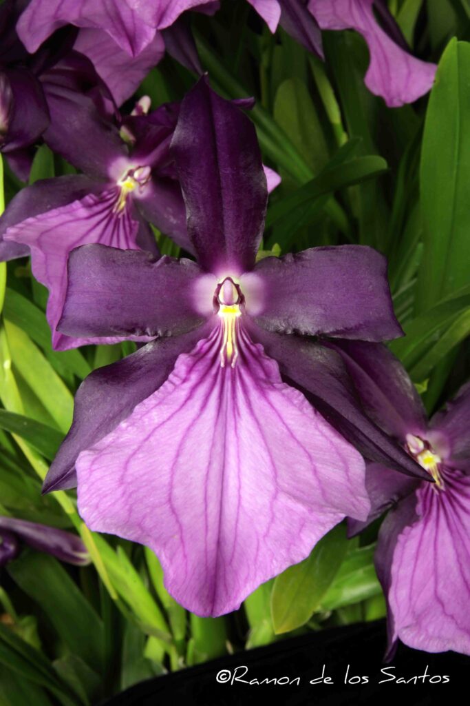 Milt. moreliana 'Goodstuff'