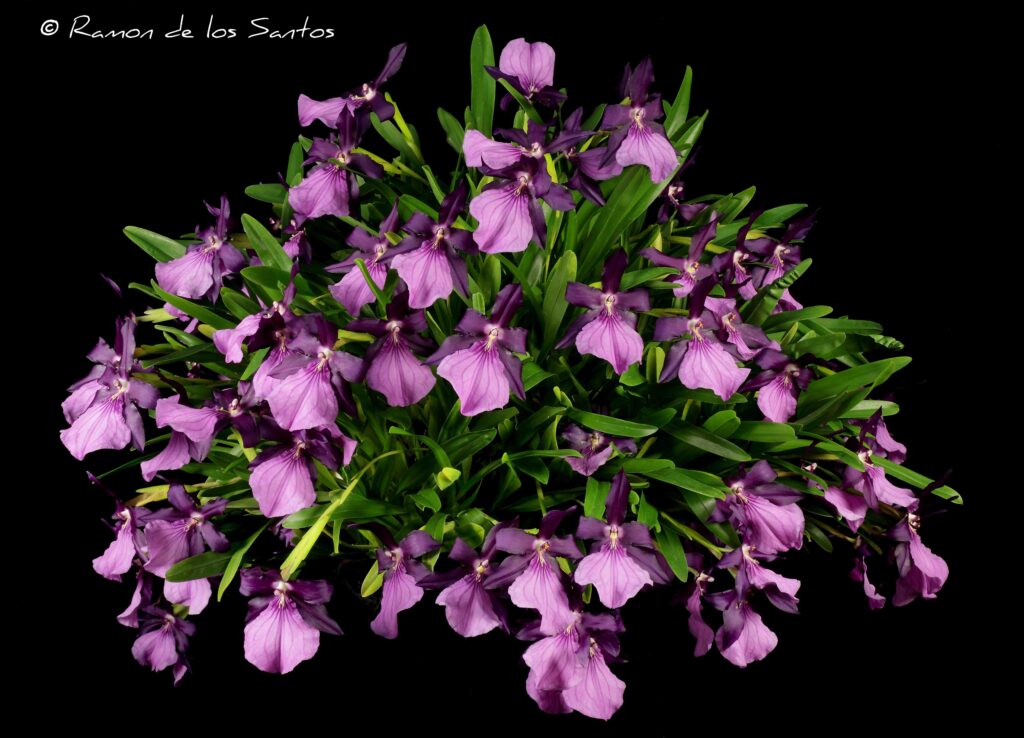 Milt. moreliana 'Goodstuff'