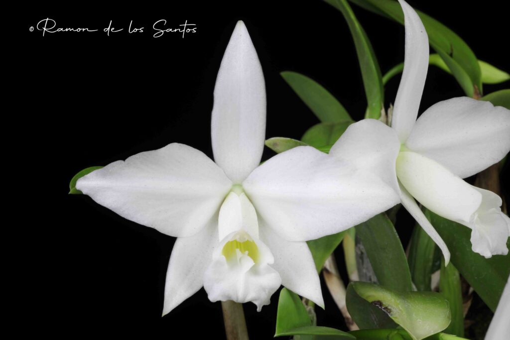 C. pumila (alba) 'Gold Country'