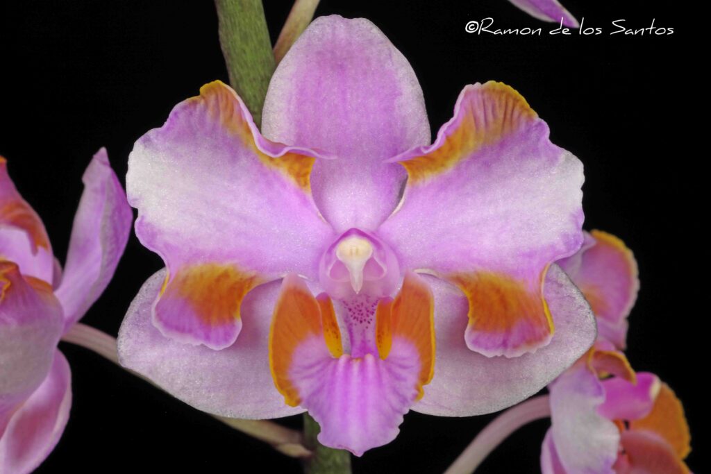 Phal. pulcherrima (champornensis) 'Sasha'