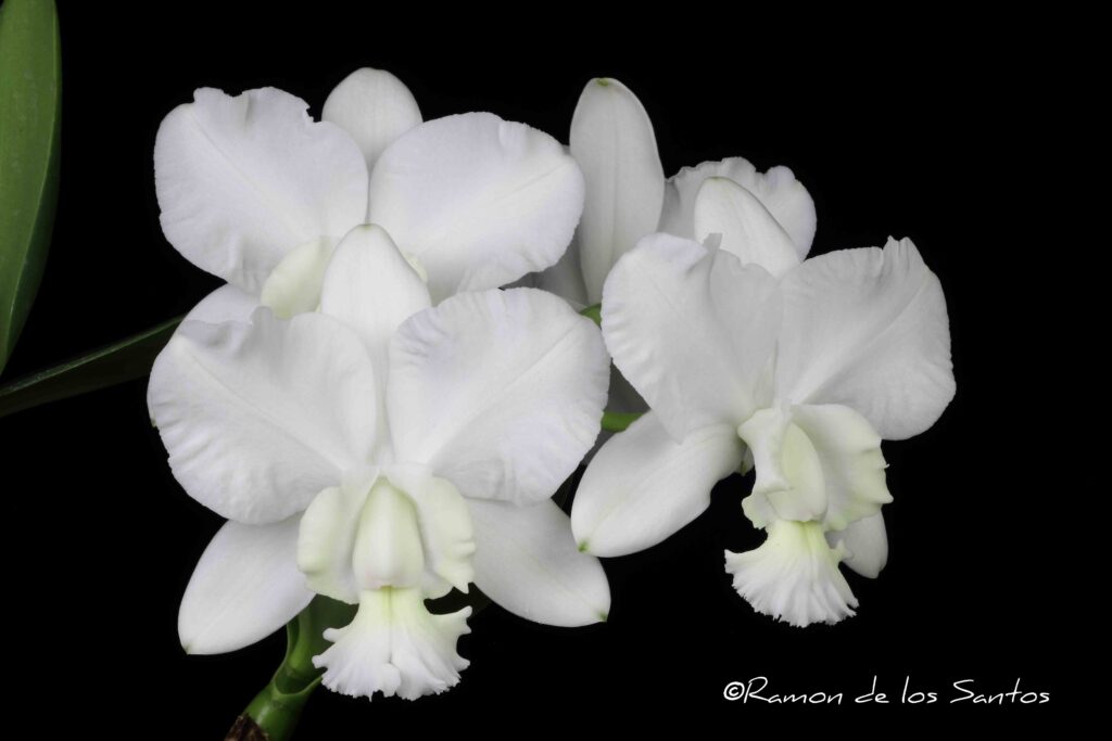 C. x dolosa 'Gold Country'