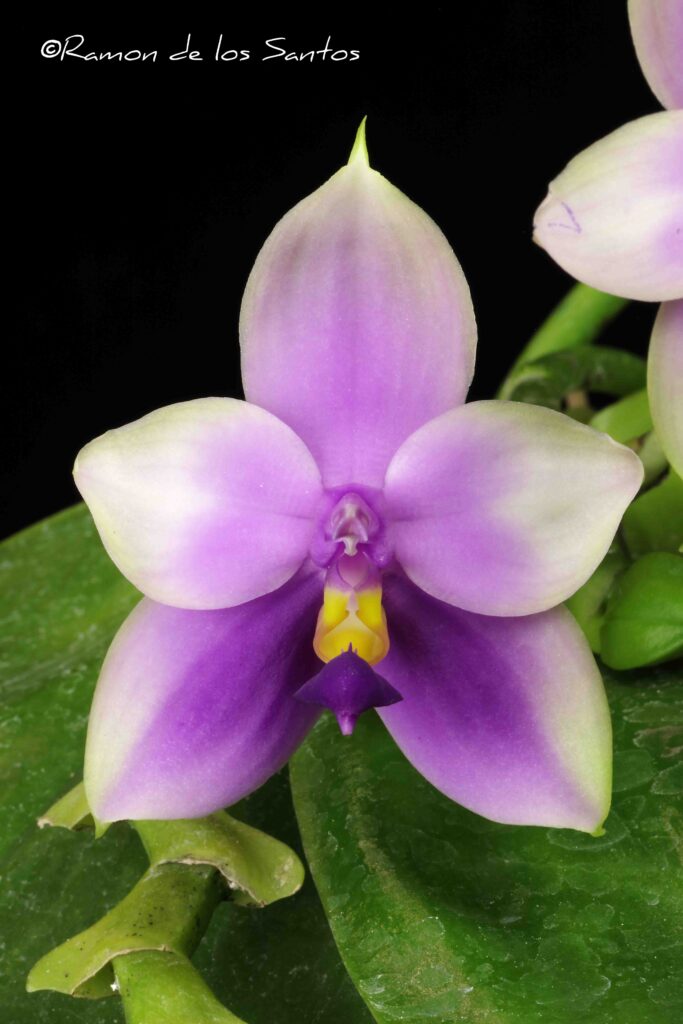 Phal. Samera 'Macko Macko'