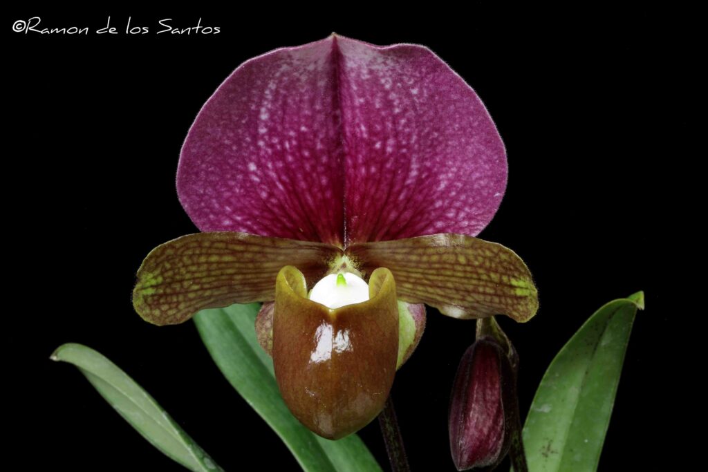 Paph. charlesworthii 'Nova'