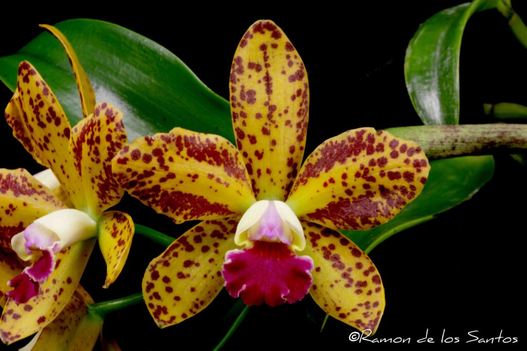 Rlc. Stippled Sunset 'Sweet Water Sun'