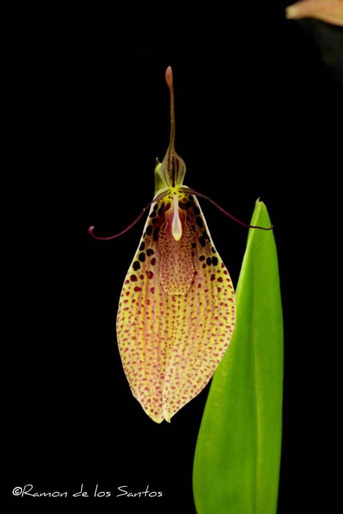 Restrepia guttulata 'Yip Yip'