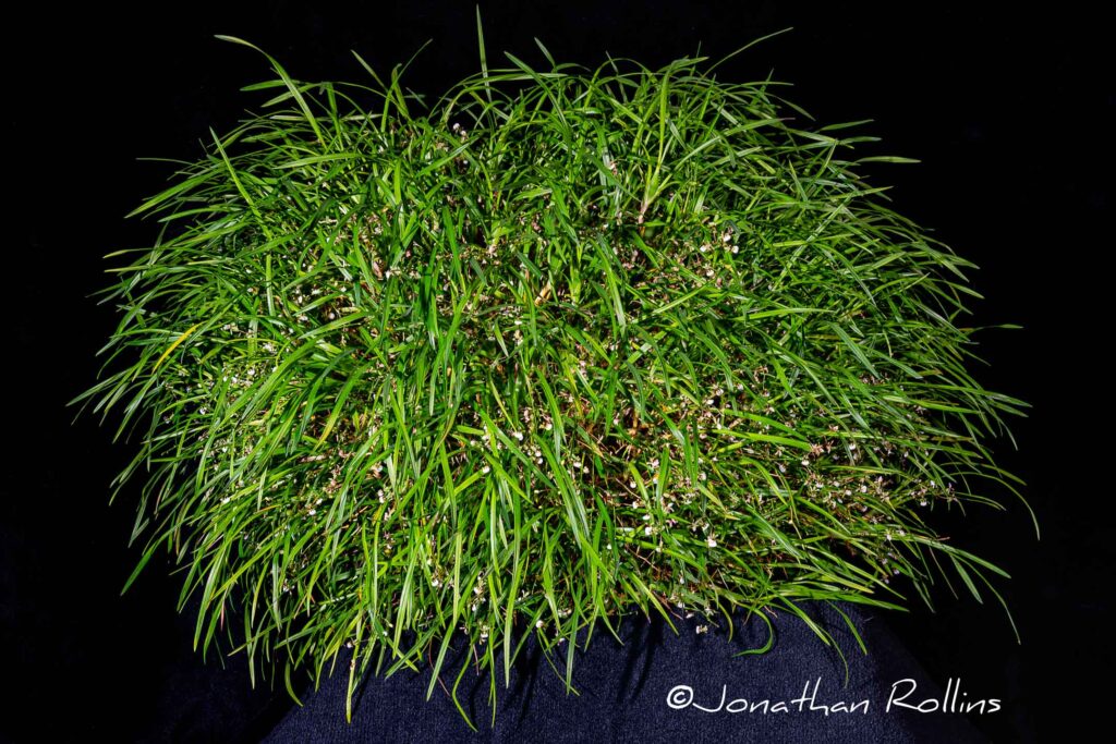 Gomesa radicans 'Janet Kaye'