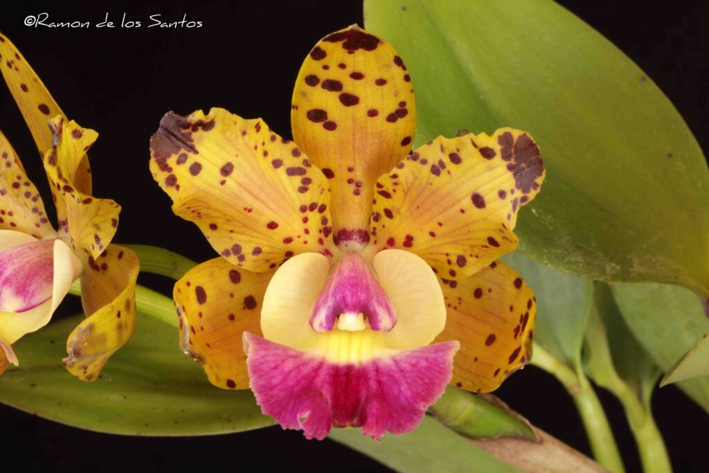 C. Jungle Eyes 'Grass Valley'