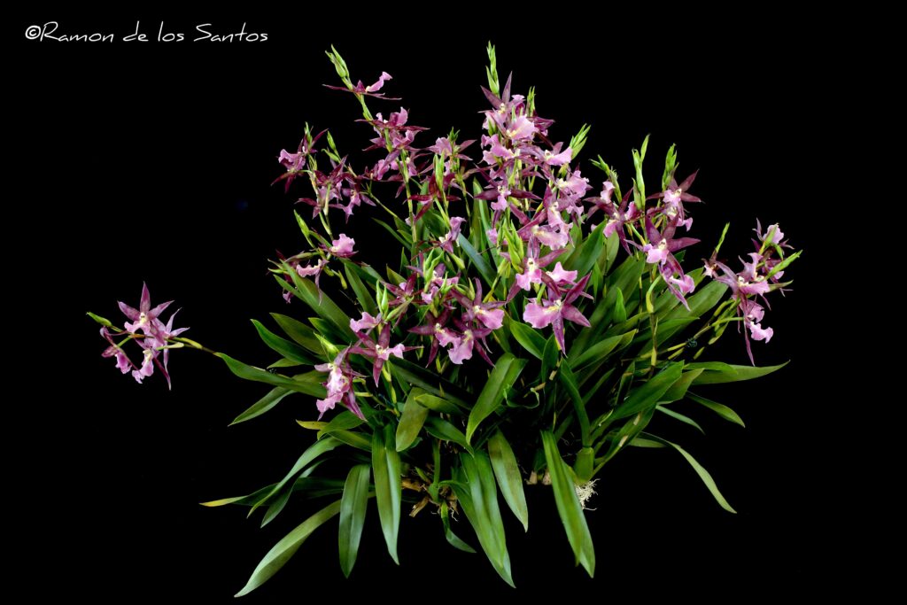 Bratonia Pelican Lake 'Everglades'