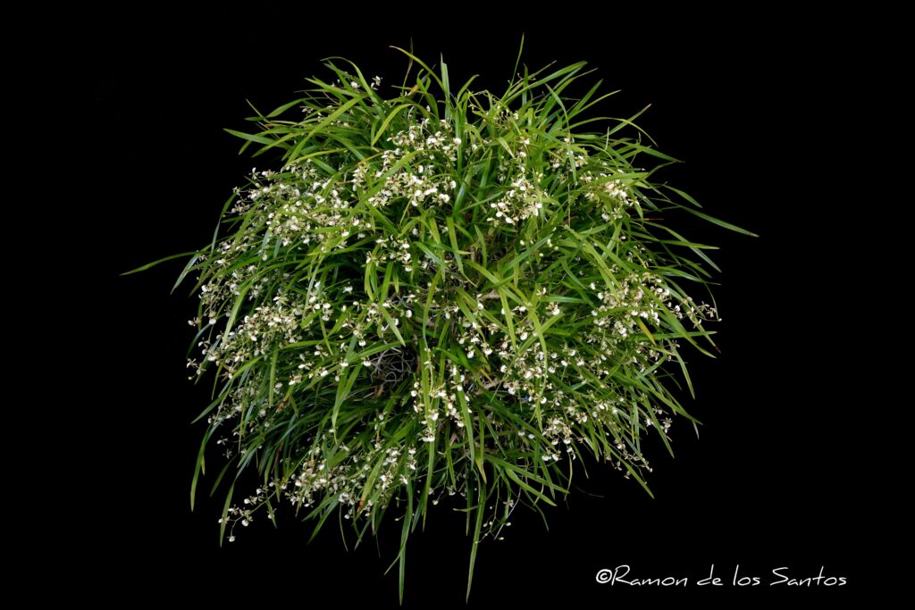 Gomesa radicans 'HMO Petite Prince'