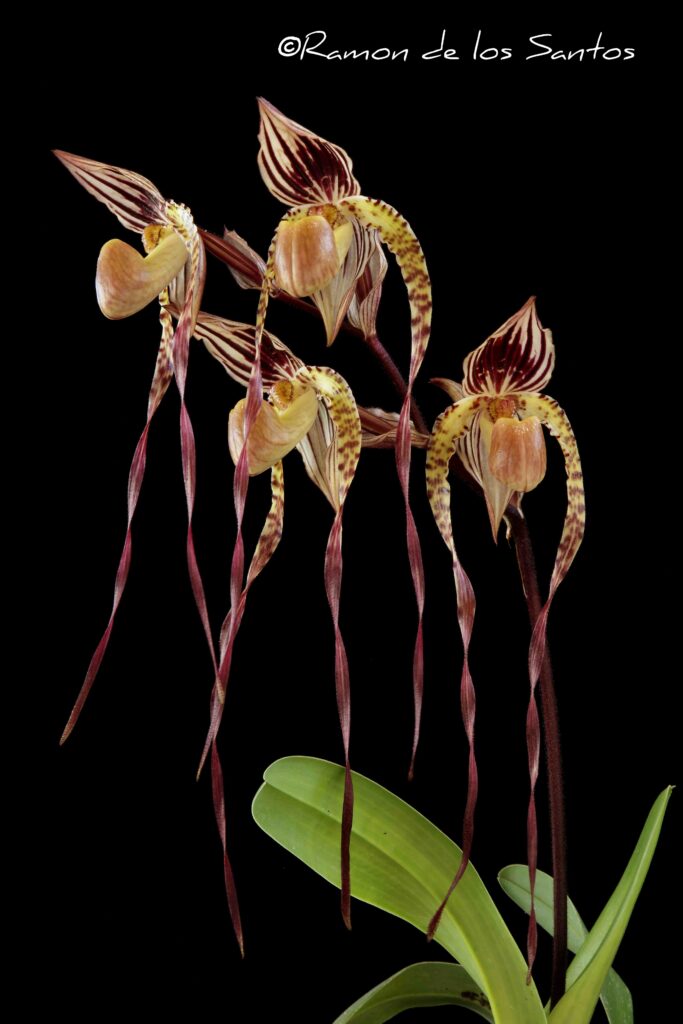 Paph. QF Lani 'Anitchka'