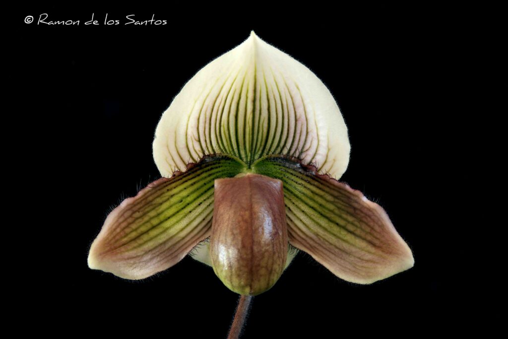 Paph. Dream Treasure 'Primativo'