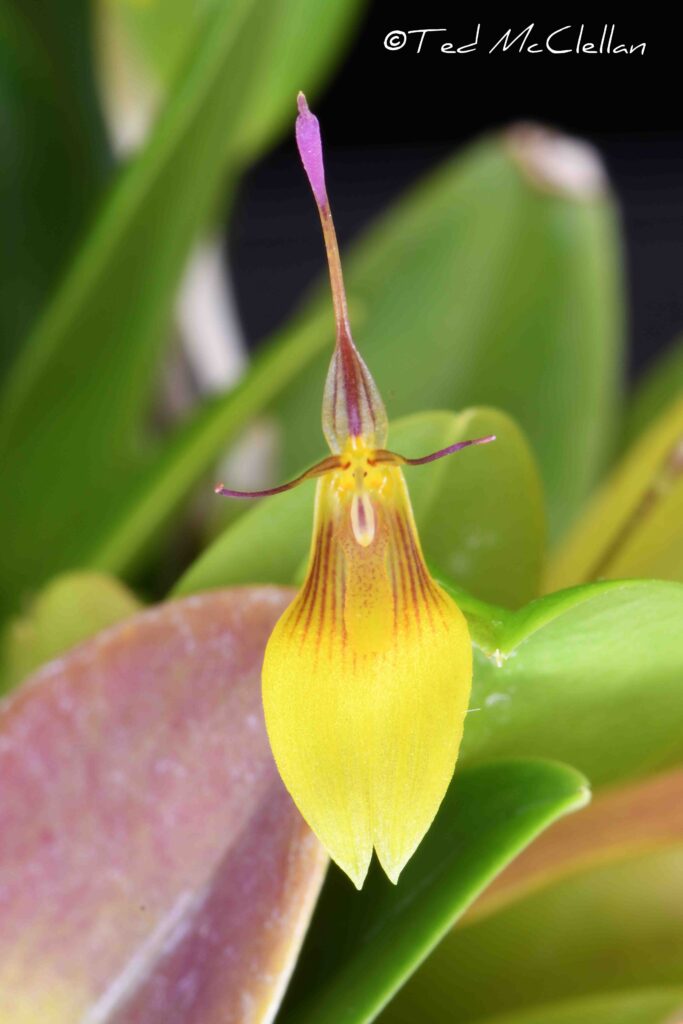 Restrepia wageneri 'Anastacia'