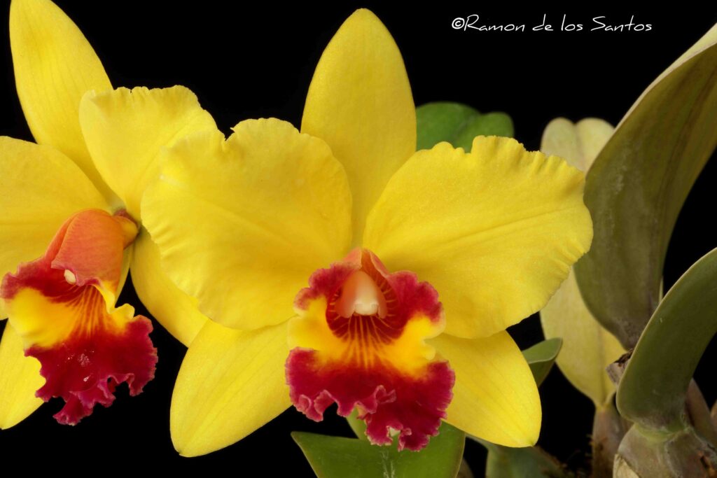 Rth. Toshie's Charm 'Bagairt'