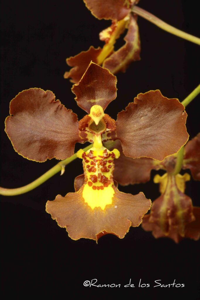 Gomesa imperatoris-maximiliani 'Bodacious'