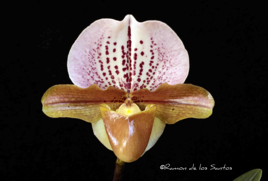 Paph. Little Pinky 'Petite Rose'